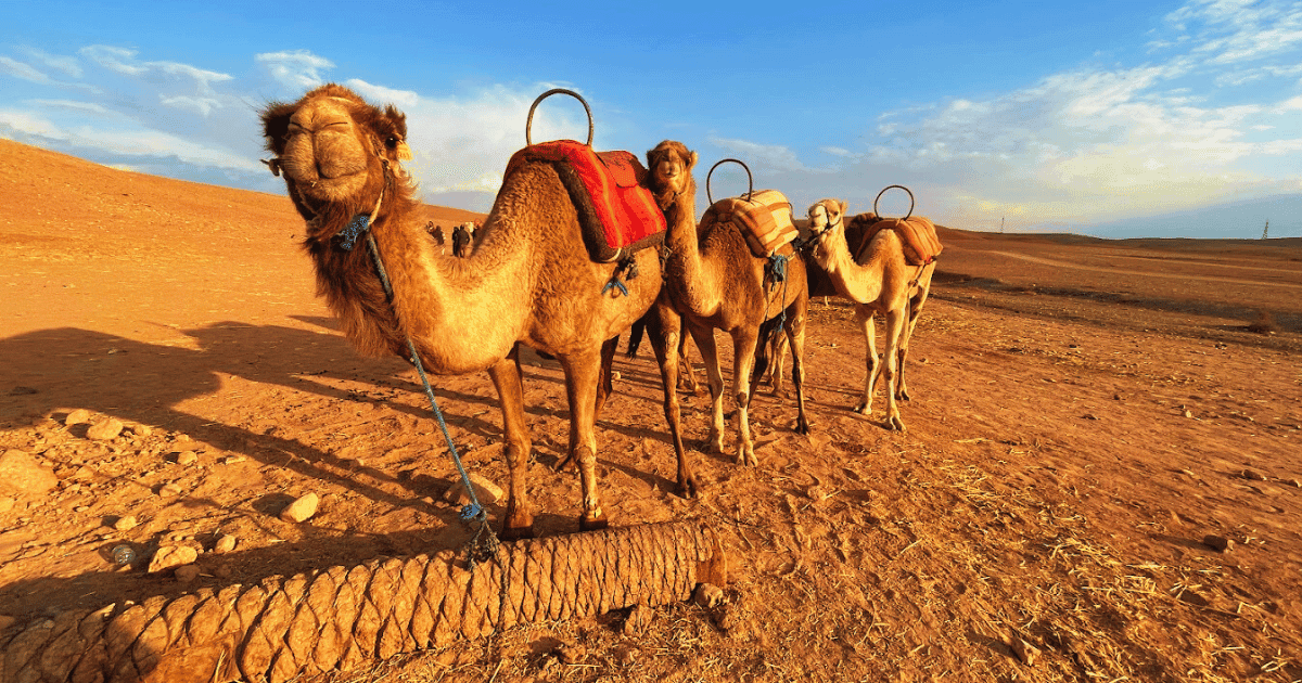 Paseo en dromedario por las colinas del desierto de Agafay